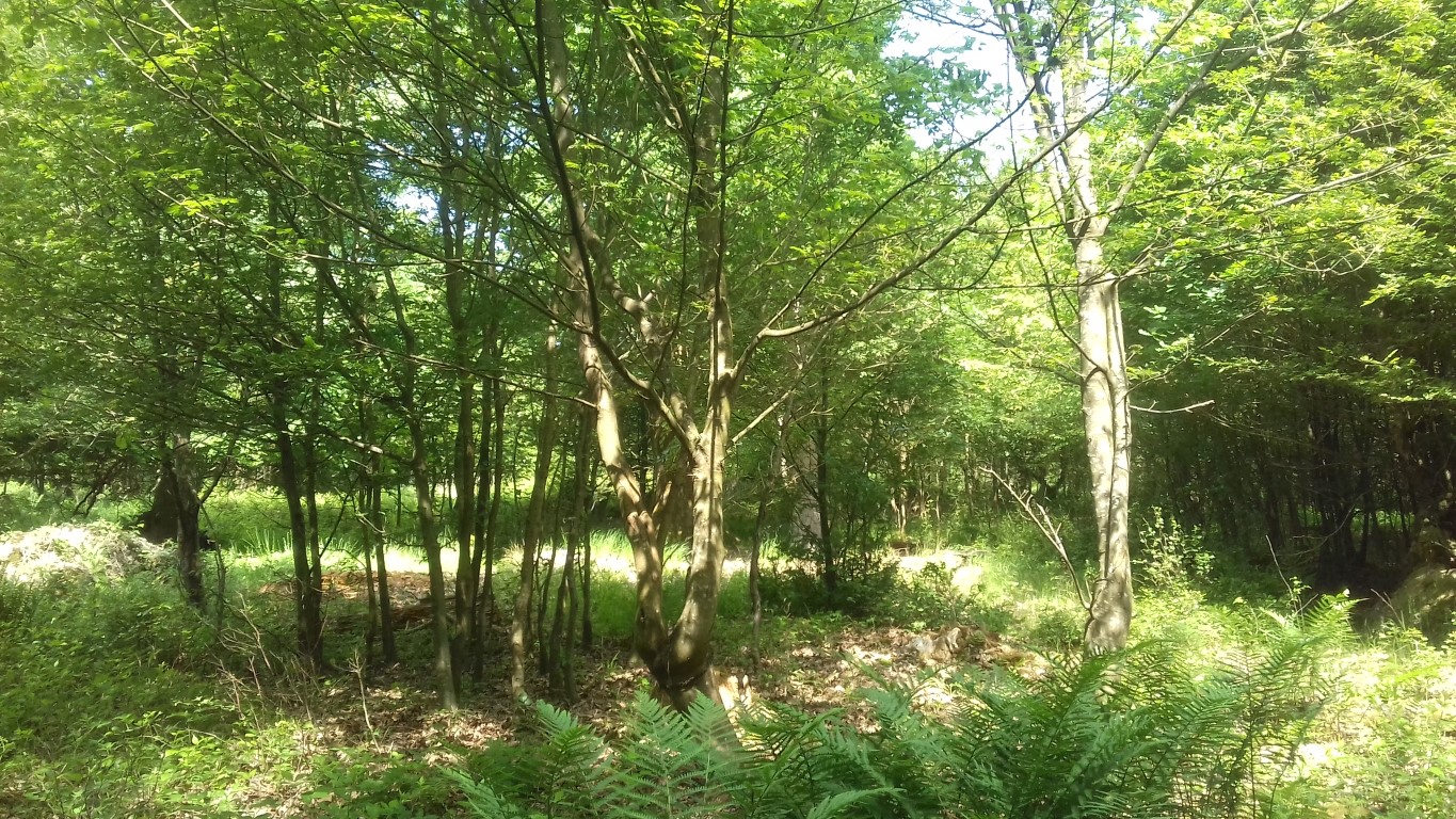 Forêt communale